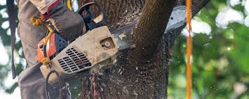 Best Tree Health Inspection  in Slippery Rock University, PA