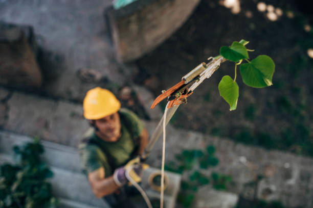 How Our Tree Care Process Works  in  Slippery Rock University, PA