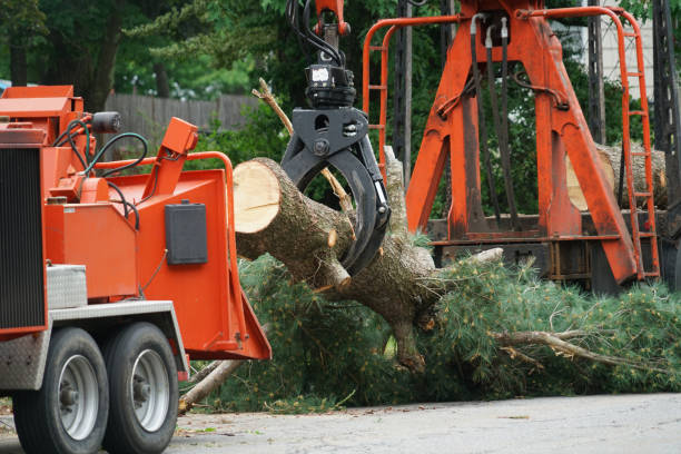 Best Fruit Tree Pruning  in Slippery Rock University, PA