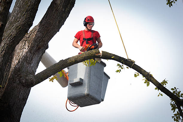 Trusted Slippery Rock University, PA Tree Services Experts